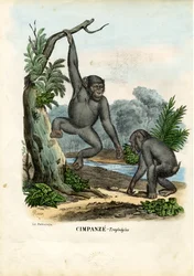 Schimpanse, 1863-79